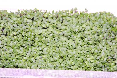 Семена микро-зелени Базилик лимонный