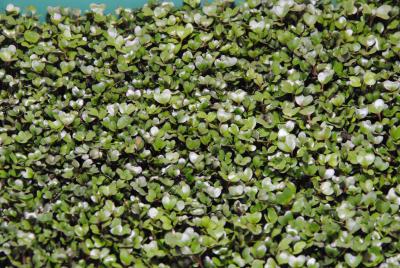 Семена микро-зелени кальраби