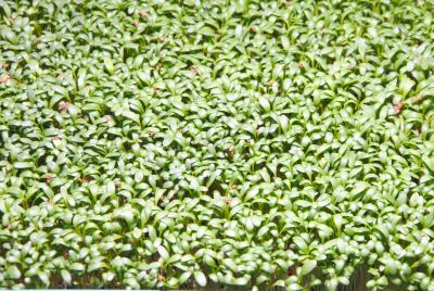 Семена микро-зелени кресс-салат